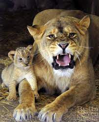 Mother Lion (35 Wallpapers) – Free Wallpapers | Cute animals, Animals,  Beautiful cats
